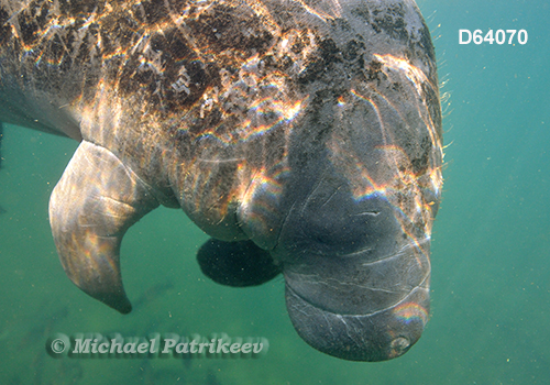 West Indian Manatee (Trichechus manatus)